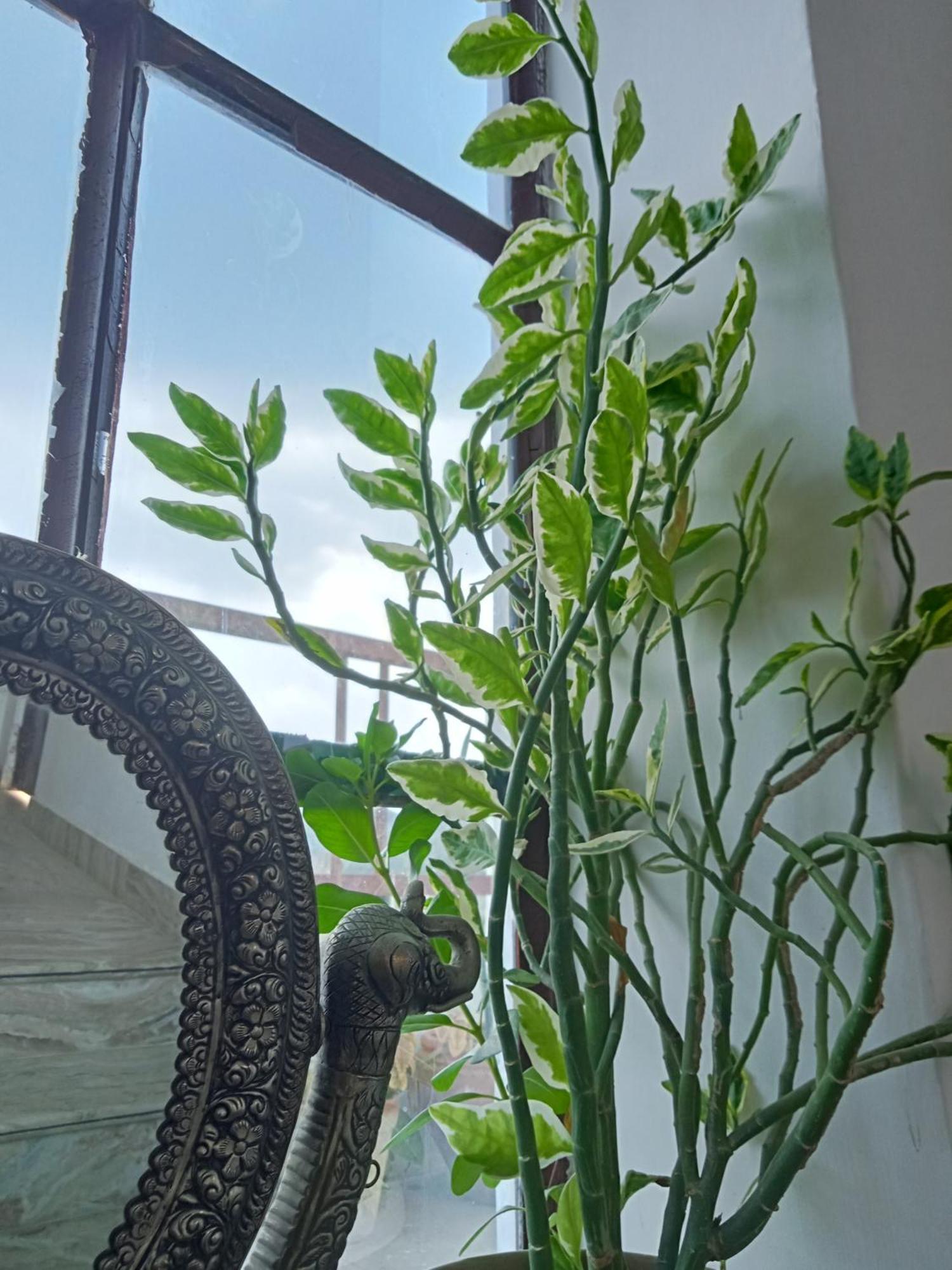 Cocoon Auberge Jaipur Eksteriør billede