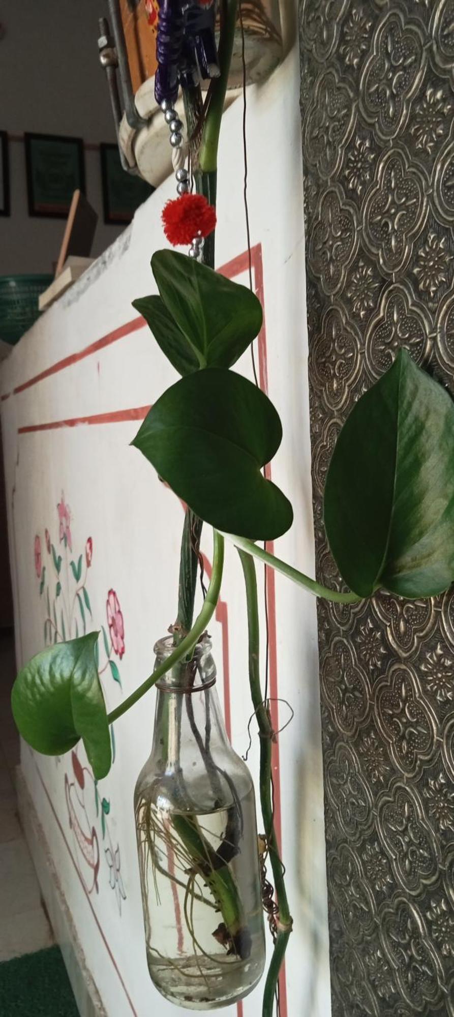 Cocoon Auberge Jaipur Eksteriør billede